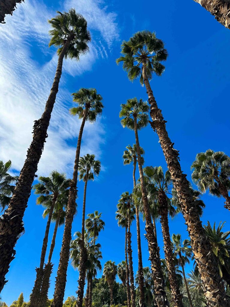 marrakech-giardini-majorelle